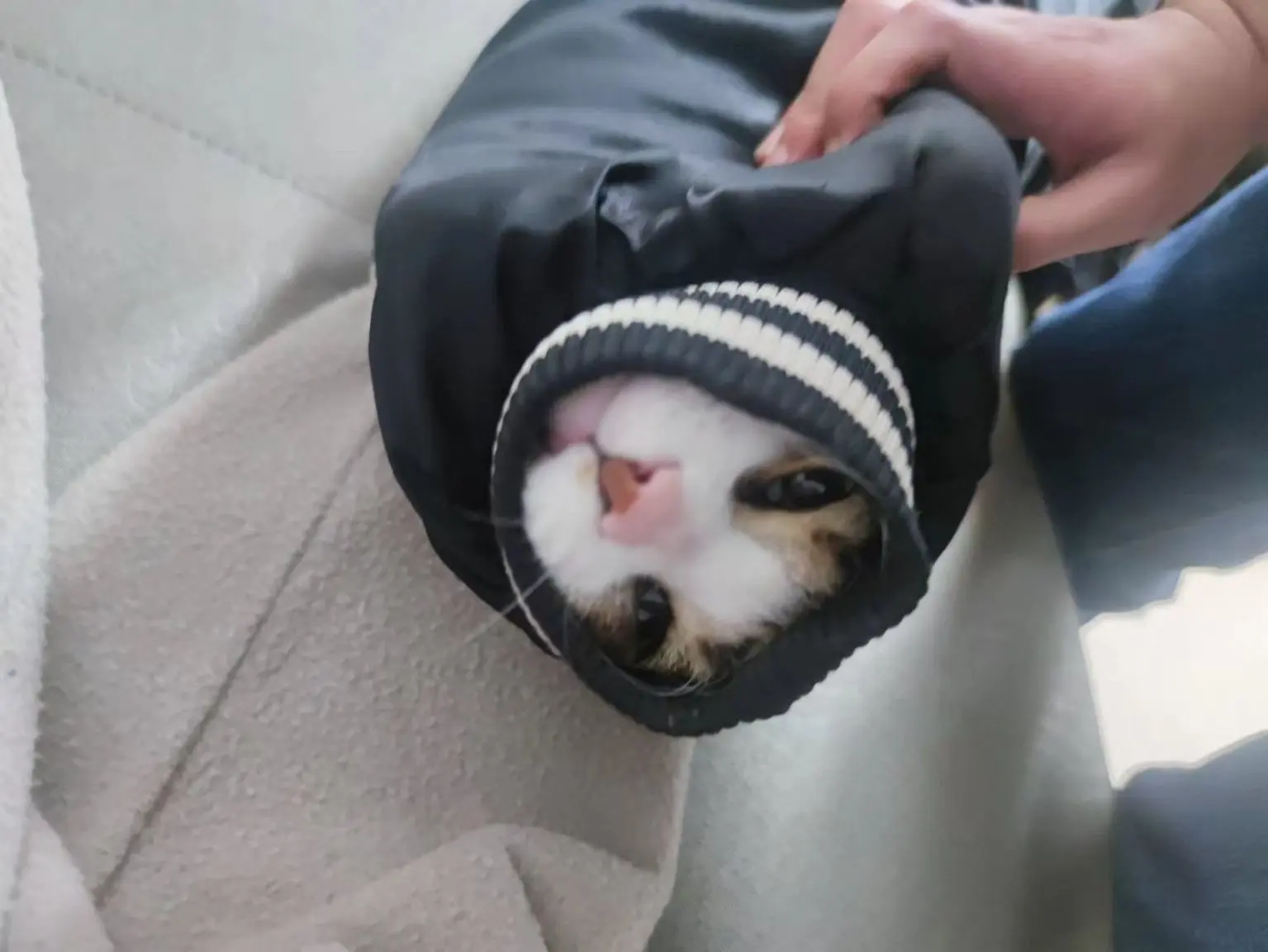 猫肉好吃不？_图3