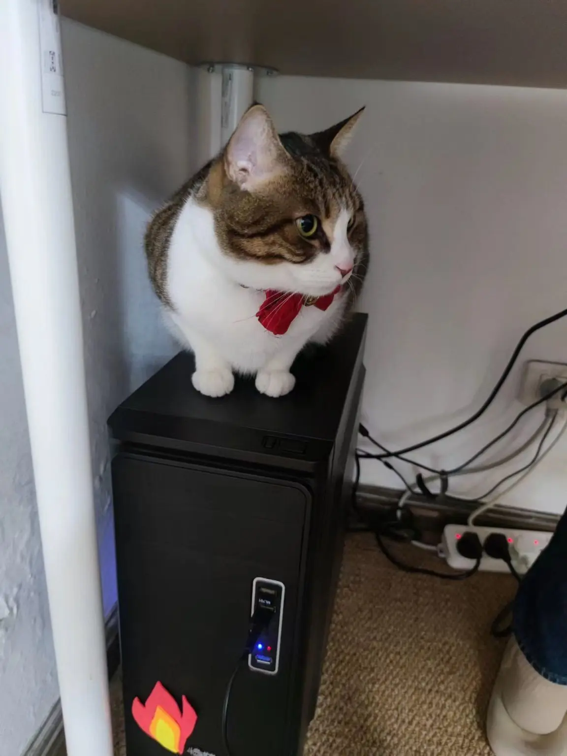 猫肉好吃不？_图3