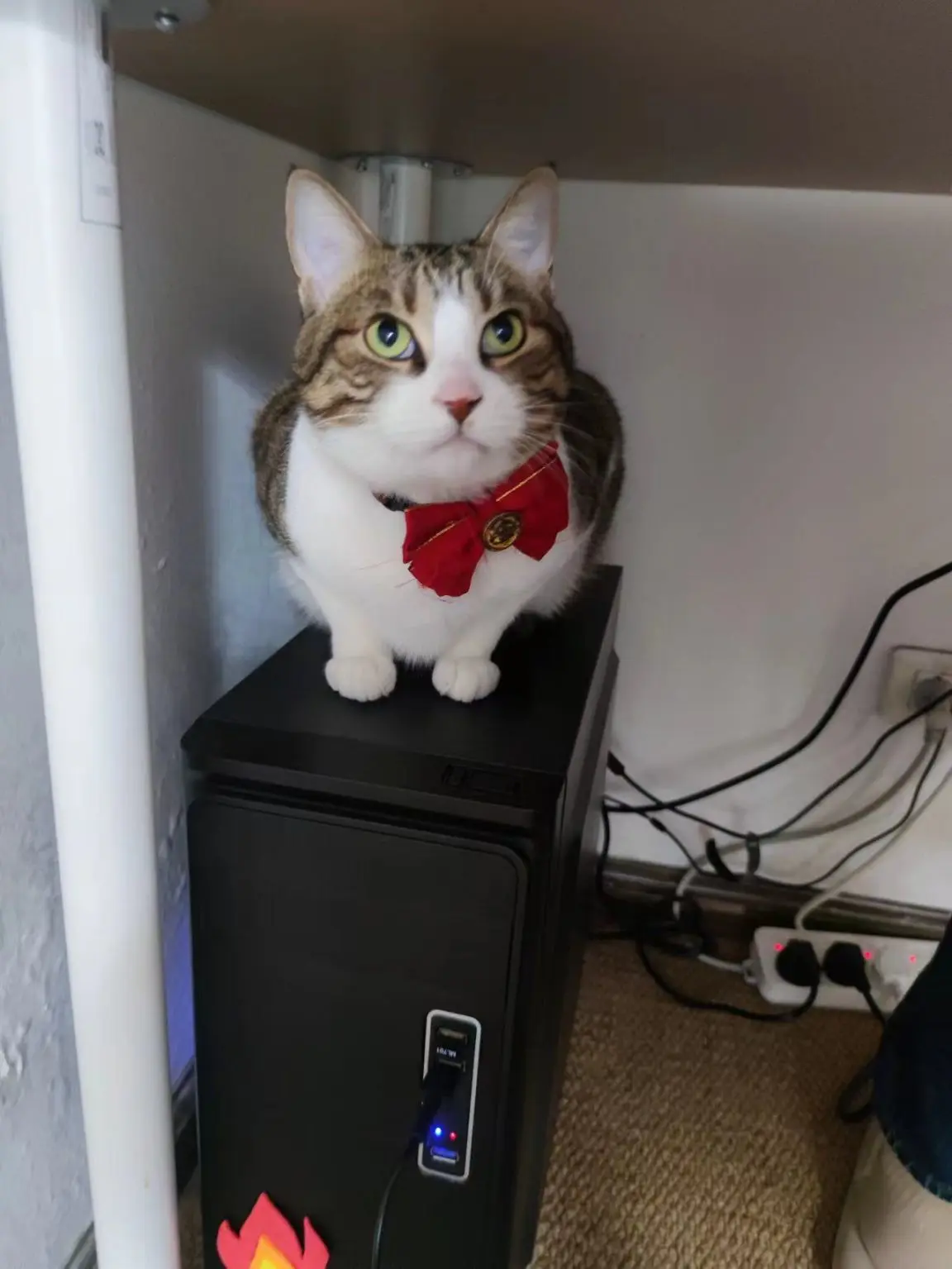 猫肉好吃不？_图3