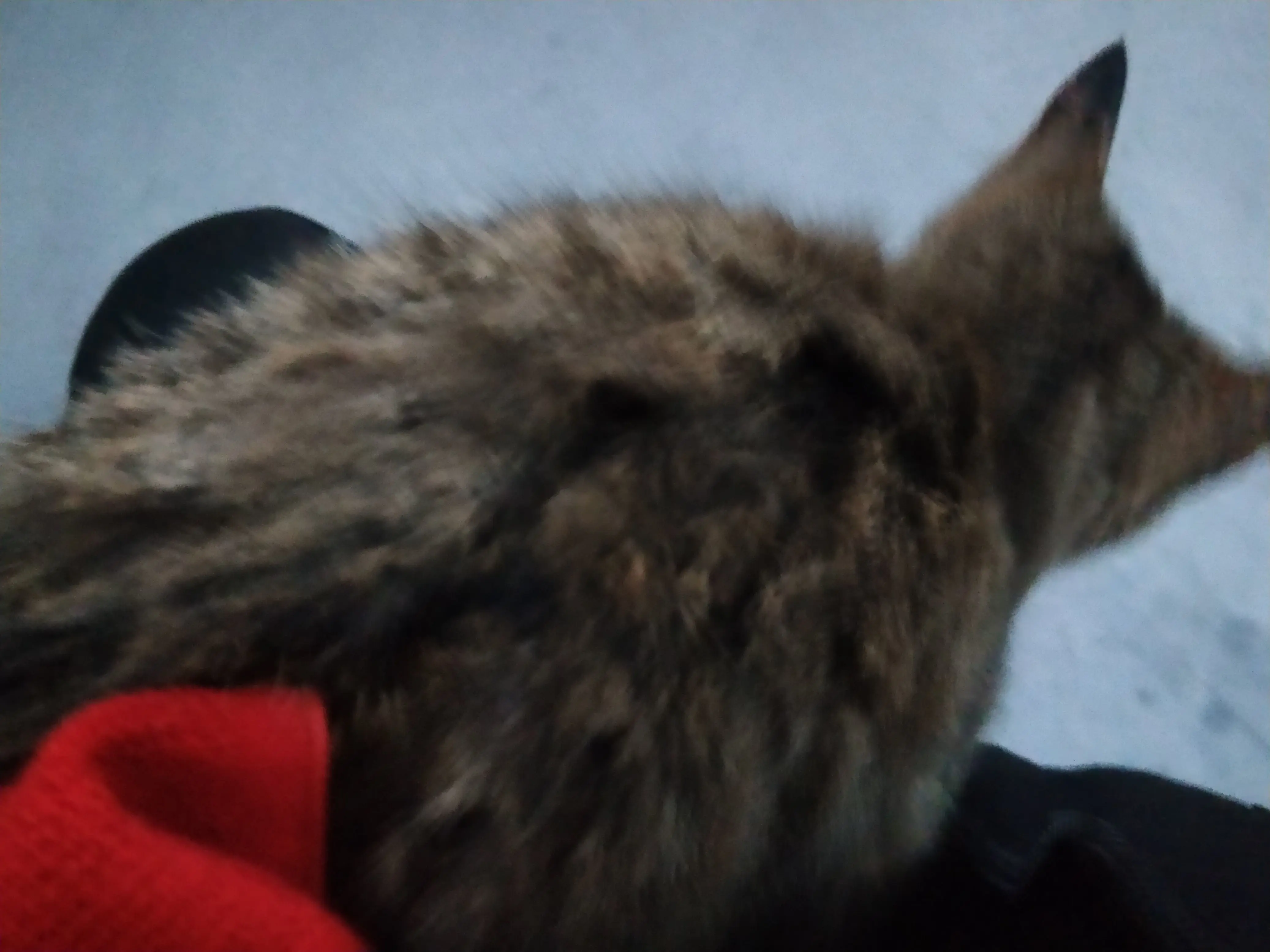 朋友们，流浪猫会冻死吗_图3