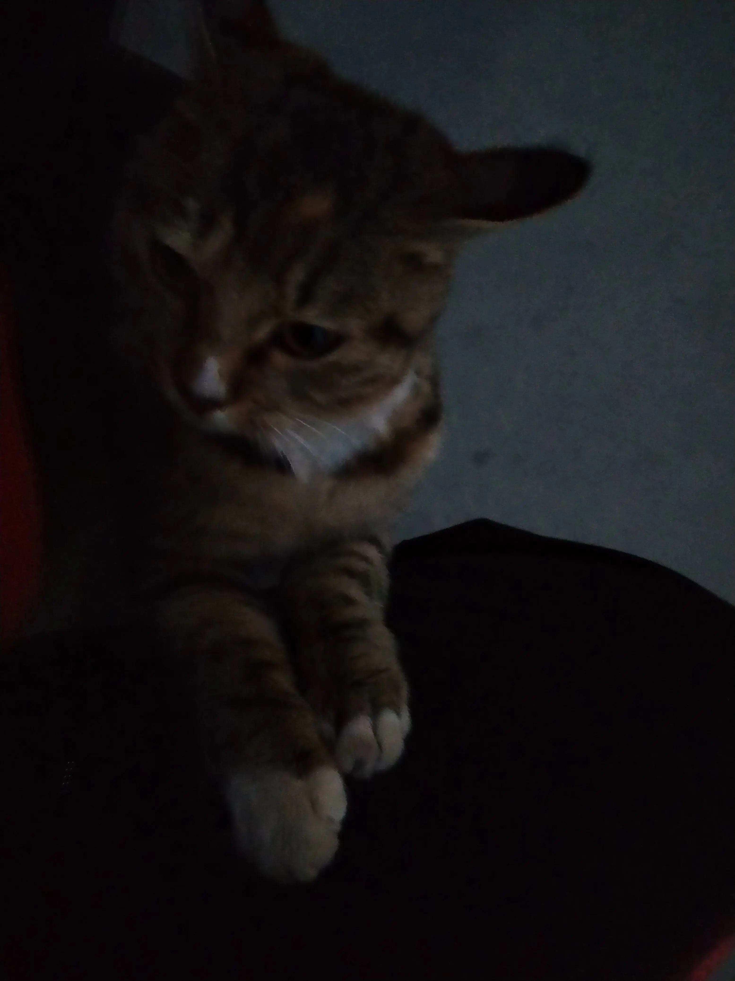 朋友们，流浪猫会冻死吗_图3