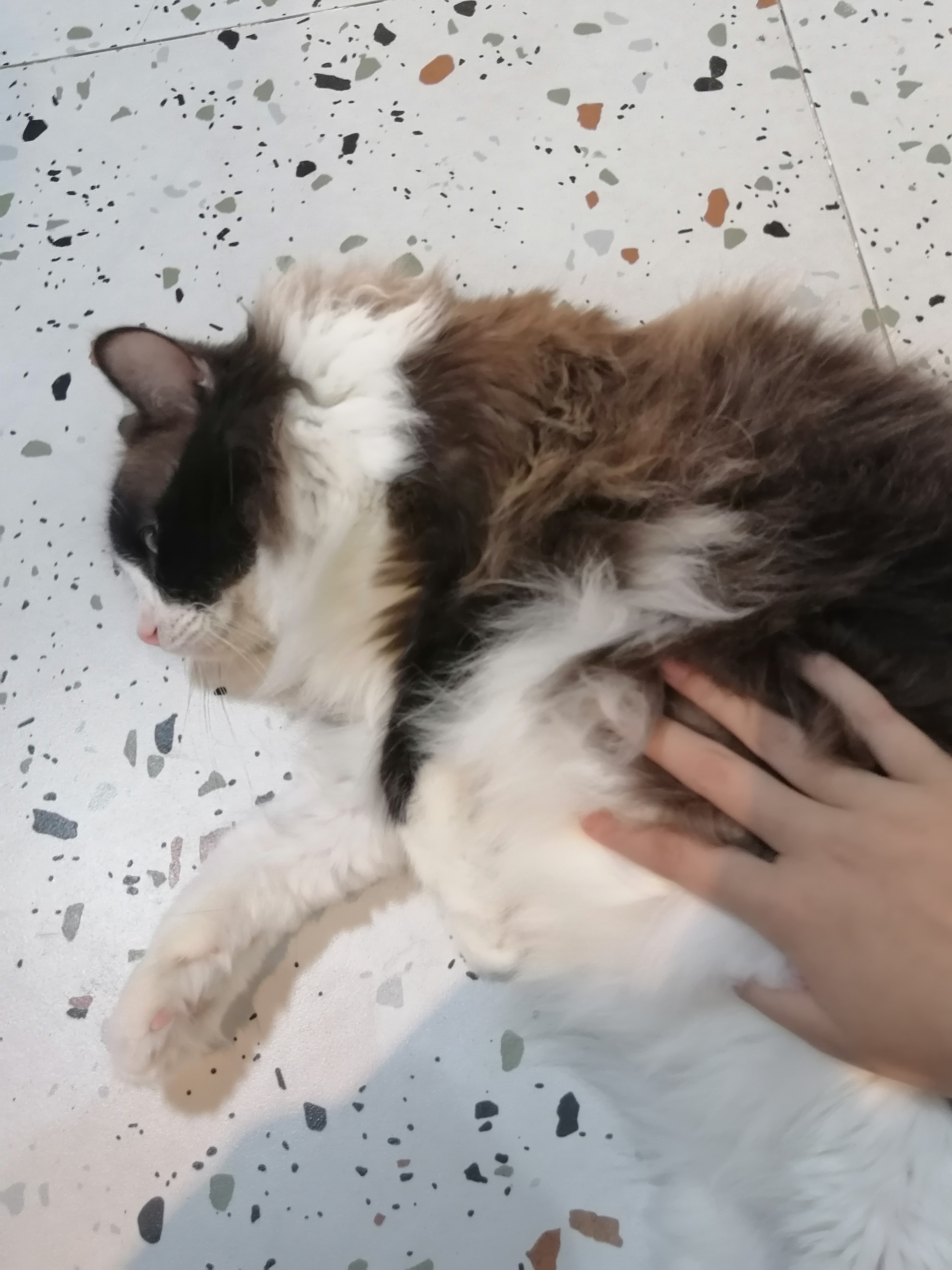 可以发猫猫吗_图2