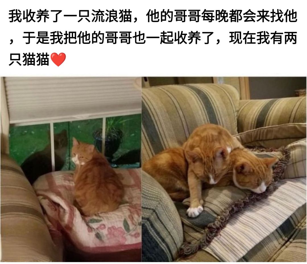 两只猫猫～❤️_图1