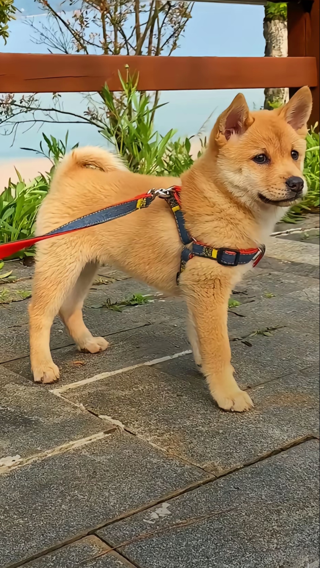天才大叔零元党_图2