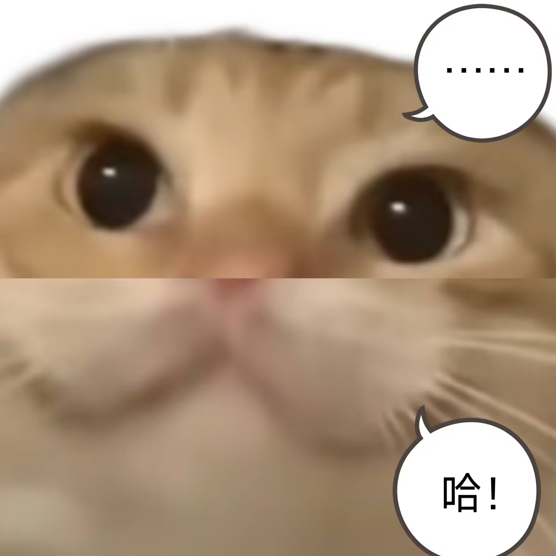 珍宝：致爱丽丝（ooc警告）_图3