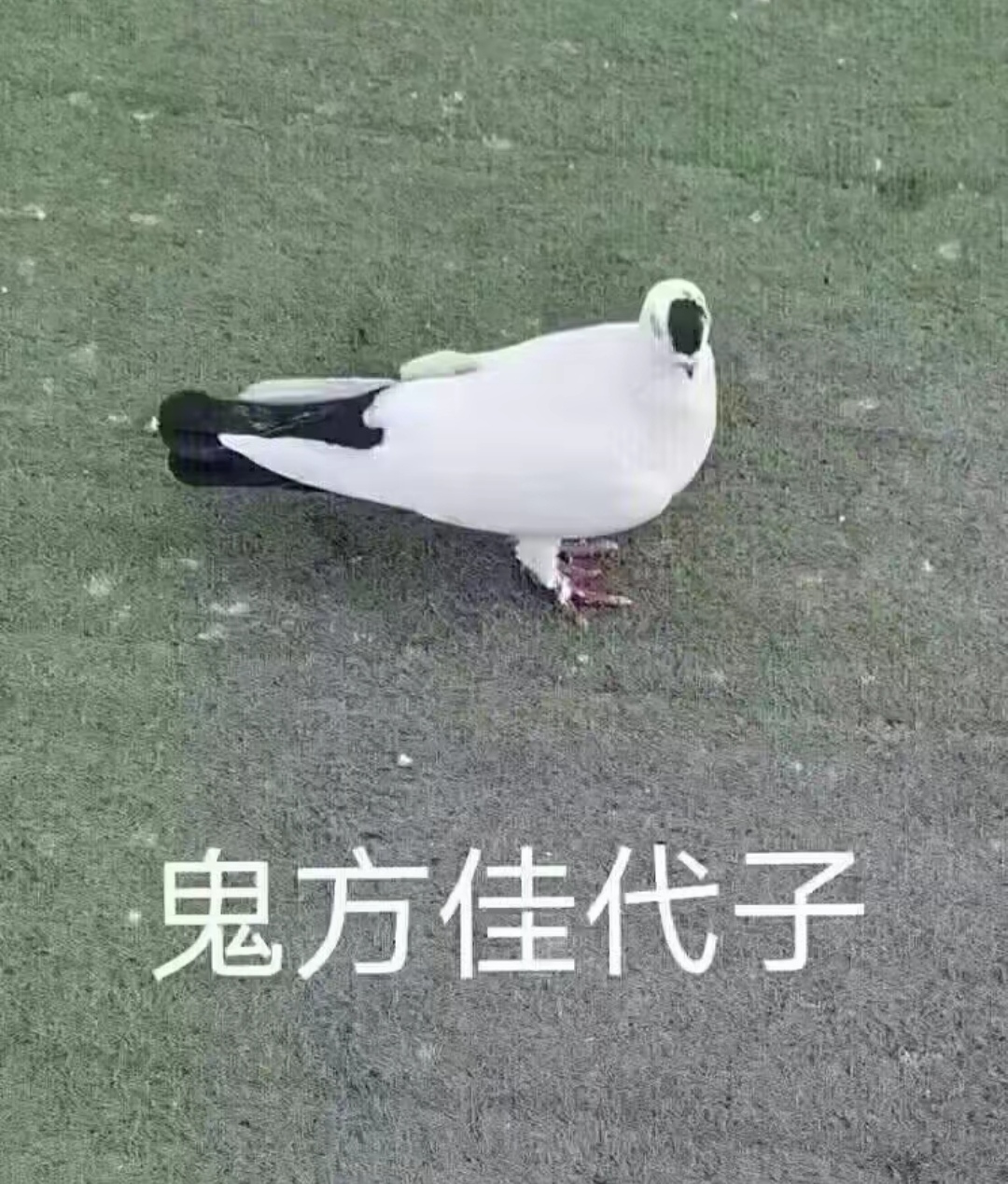 芝士佳代子写真👆_图1