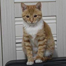 我的猫🐱🐱_图1