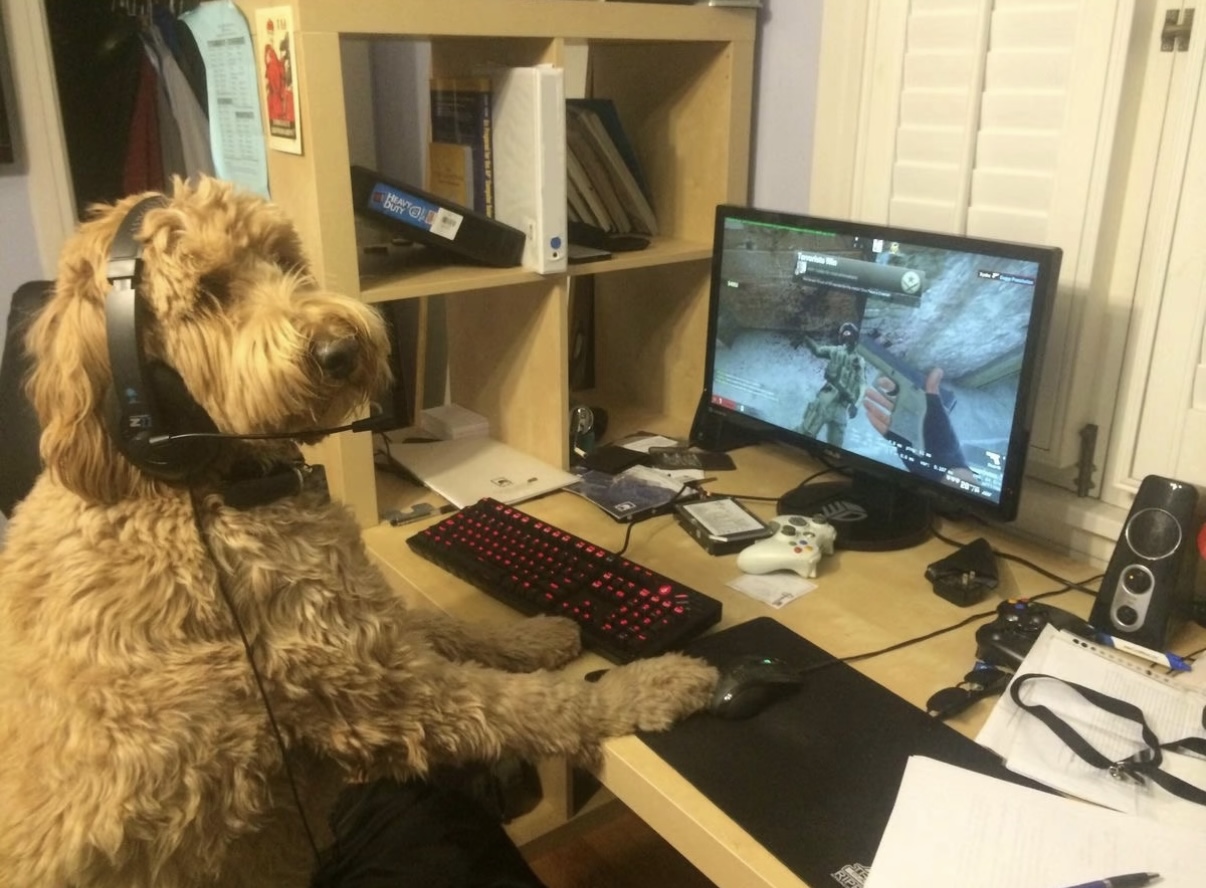 速速上号！—狗meme梗图_图3