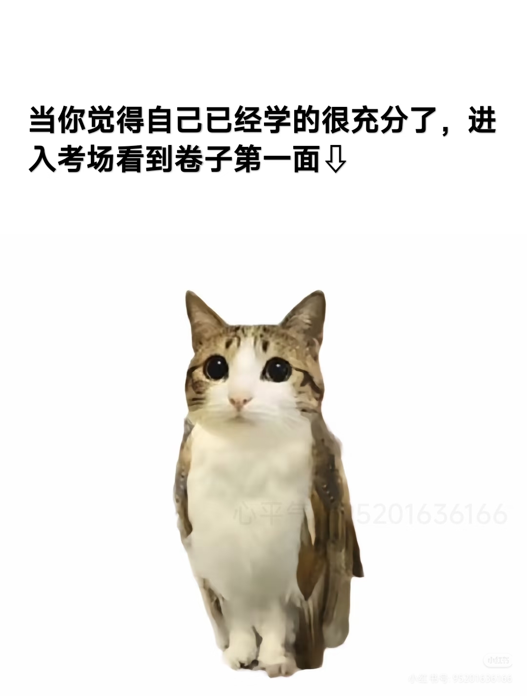 猫的胜利——猫meme梗图分享_图3