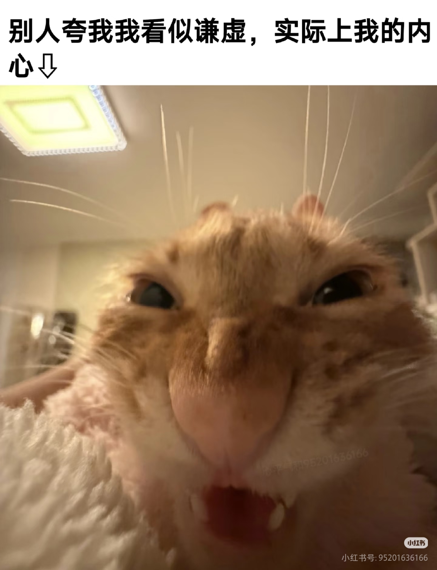 猫的胜利——猫meme梗图分享_图3