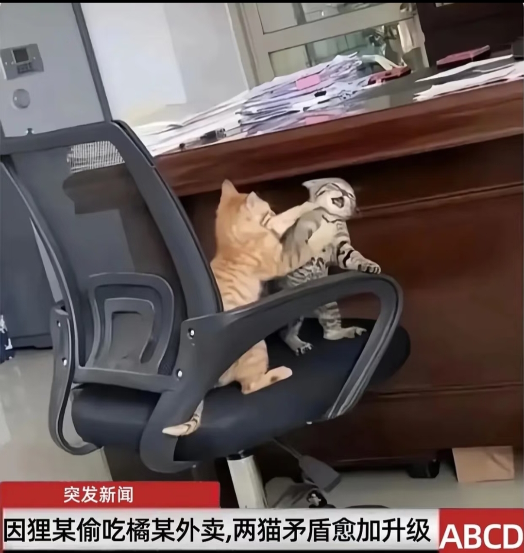 不允许拒绝猫！！_图3