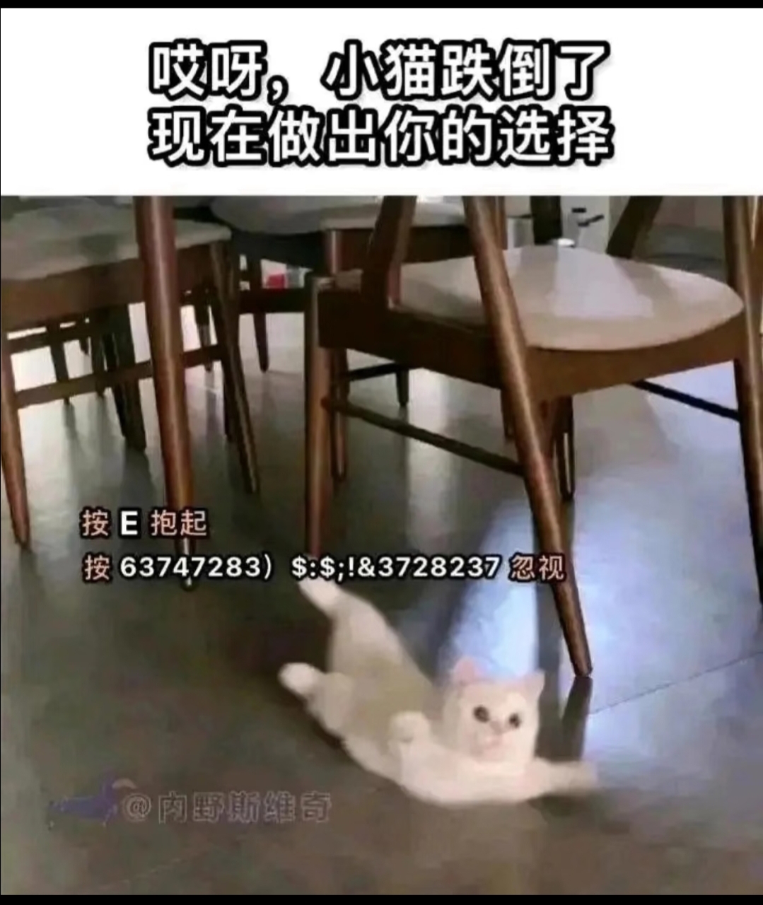 不允许拒绝猫！！_图3