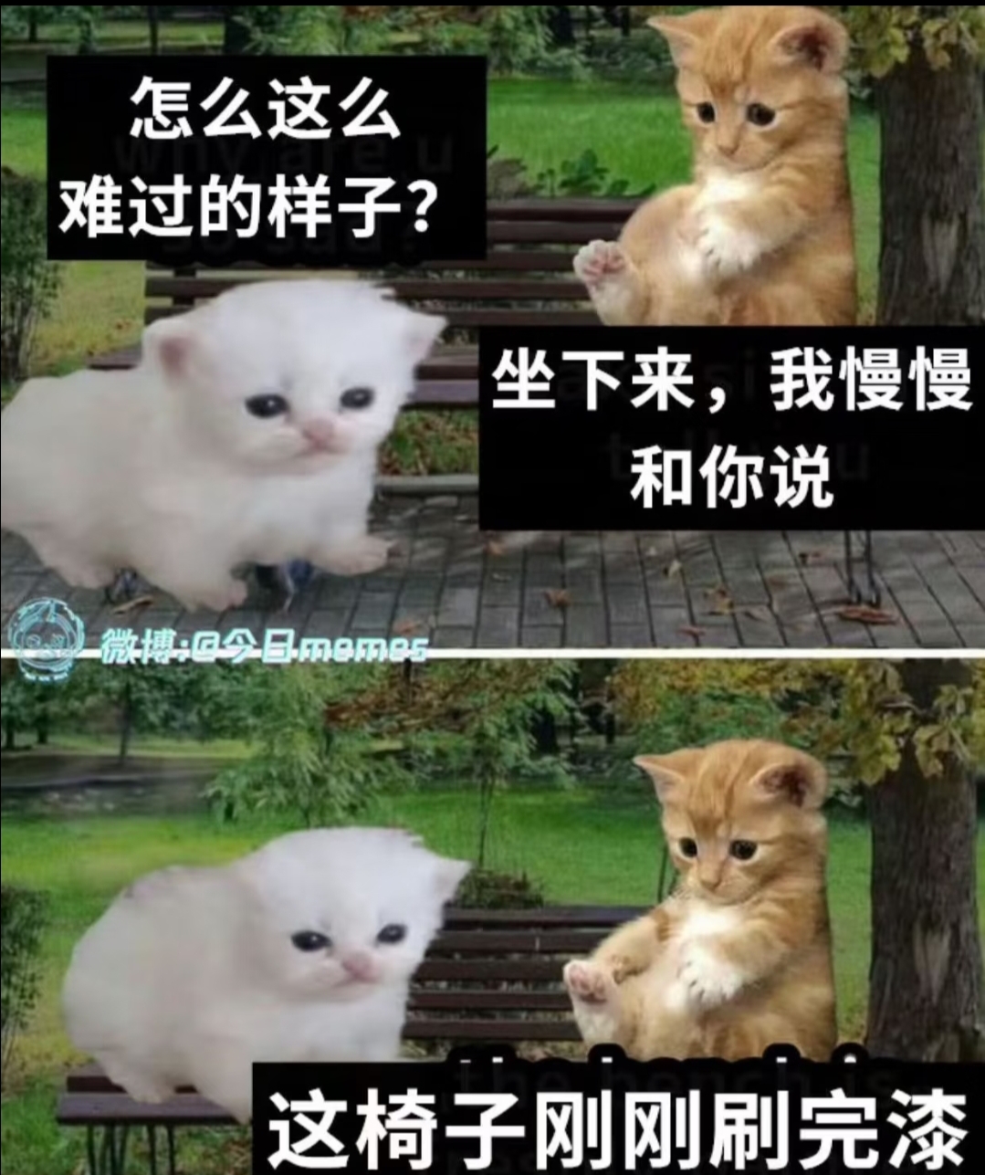 不允许拒绝猫！！_图3
