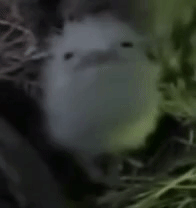 没有机宝，只能玩玩加多宝了_图2