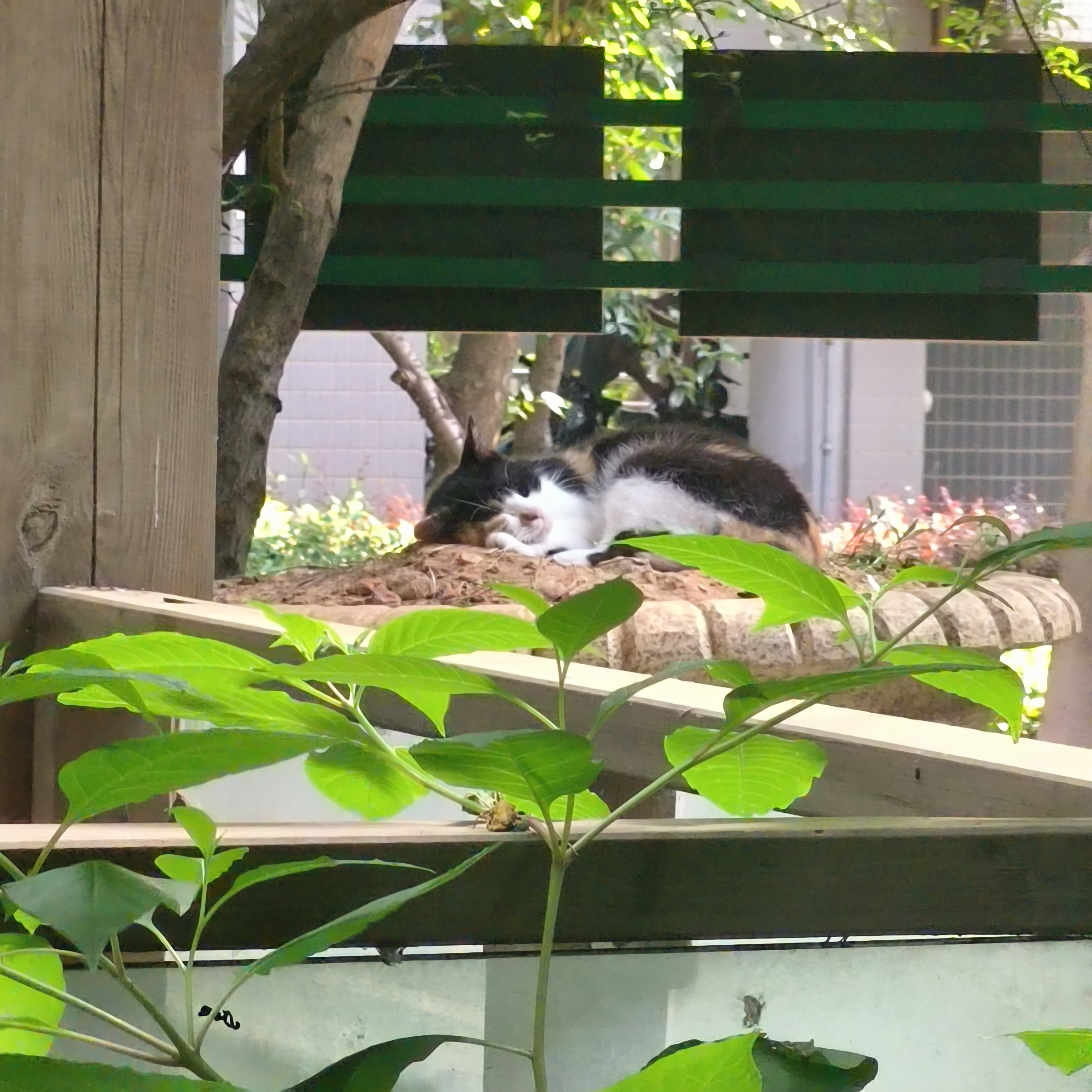 小猫，你好吗？_图1