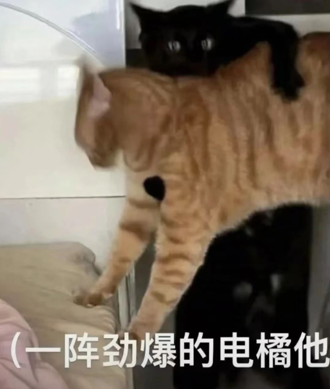 整点亚洲组（应该没错吧？）_图2