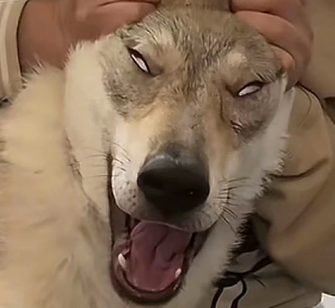 被打成麻瓜了，有大佬能教教我怎么打吗_图3