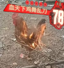 厉不厉害你🐔哥_图3
