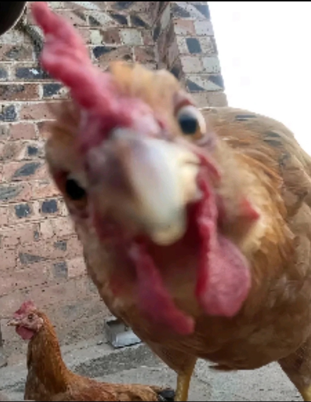 噶人们我说我想要表情包有没有懂的_图3