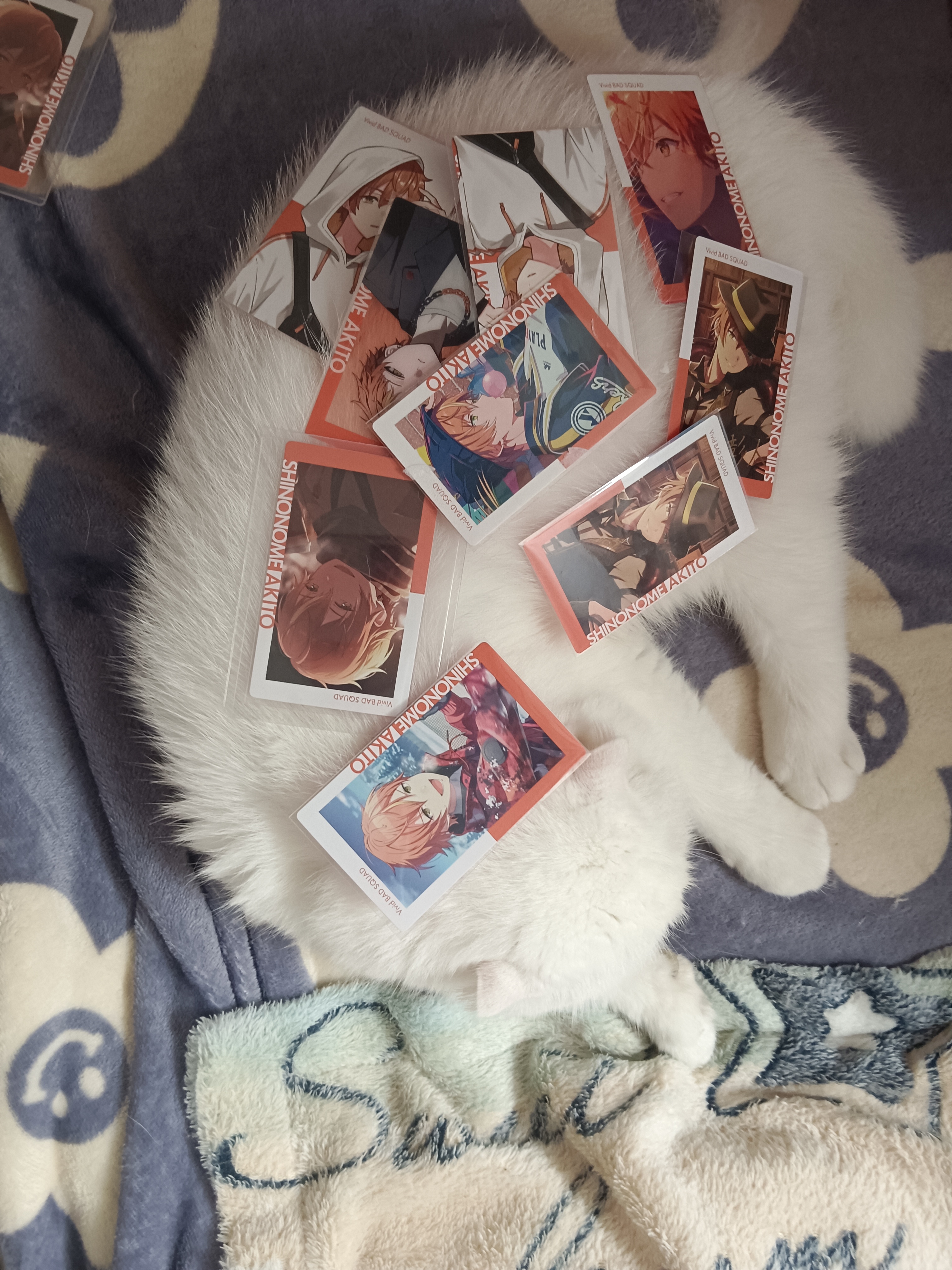 挑战在睡着的猫咪身上放东西不被发现_图1
