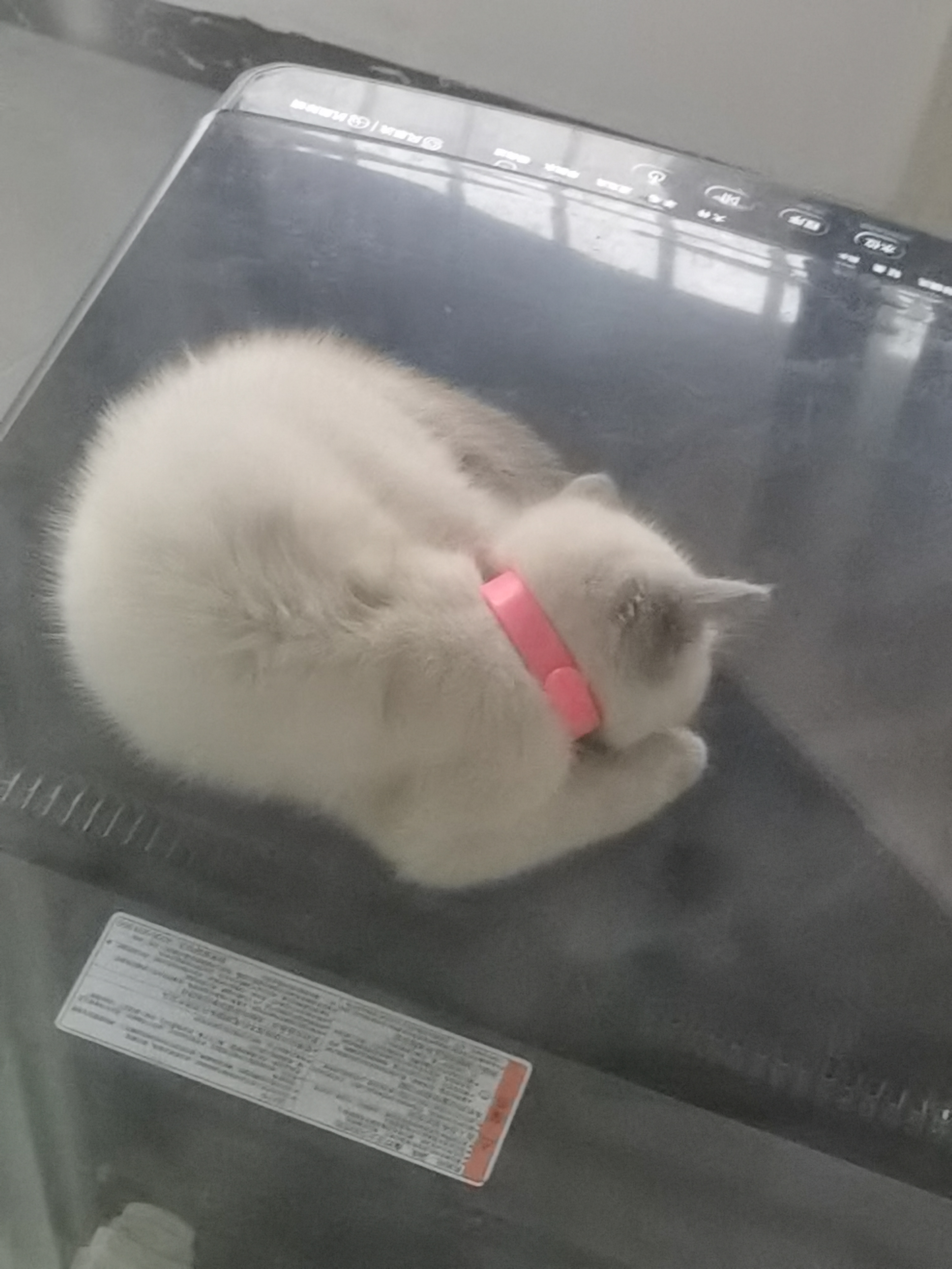 想让你们看看我滴小猫( ˉ͈̀꒳ˉ͈́ )_图1