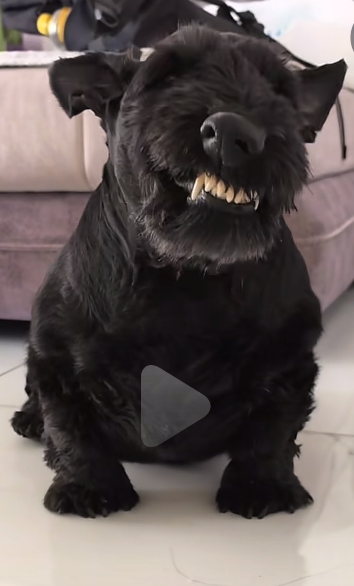 我是新人，别惹我这个东北虎凉们儿_图2