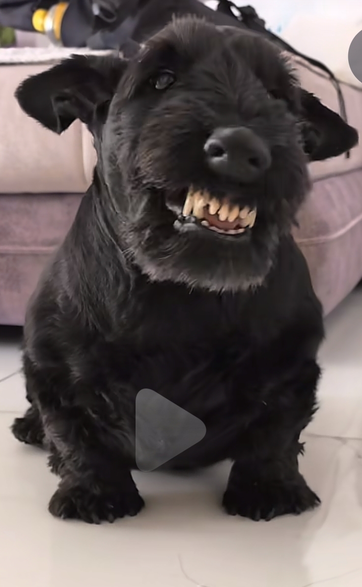 我是新人，别惹我这个东北虎凉们儿_图2