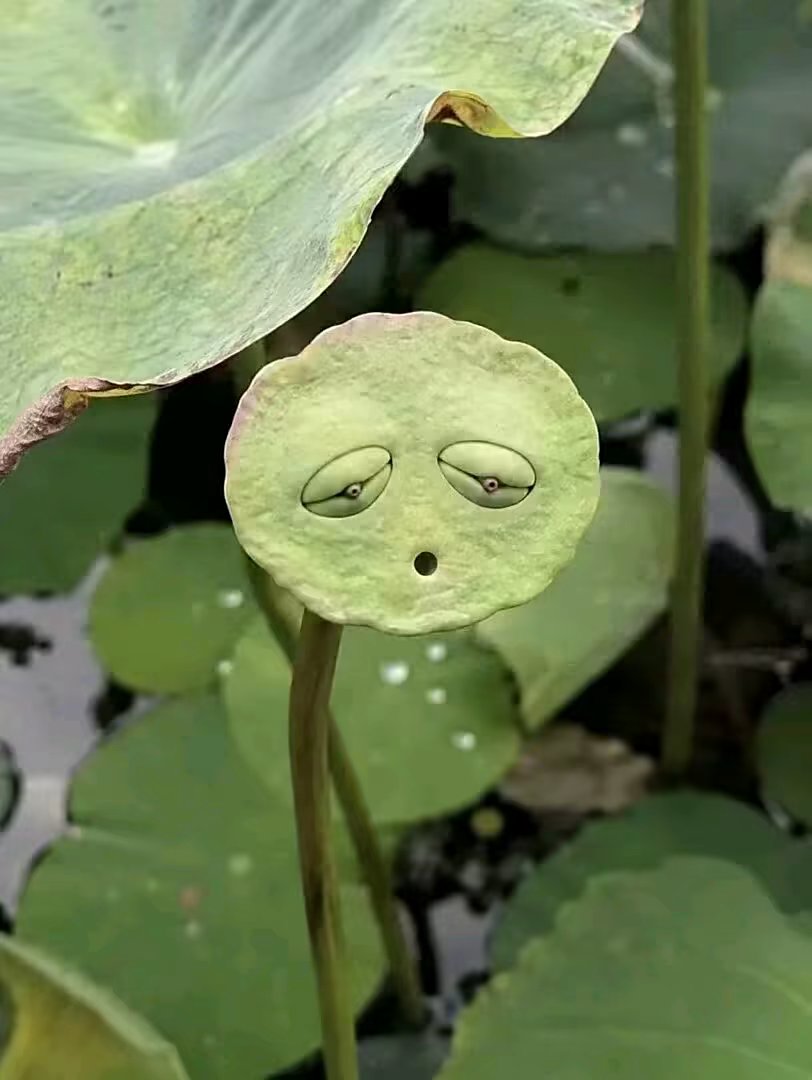 评论图片