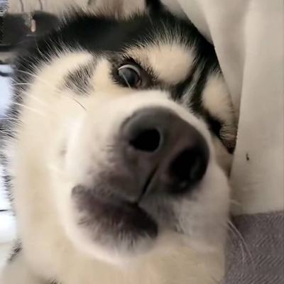 韩王