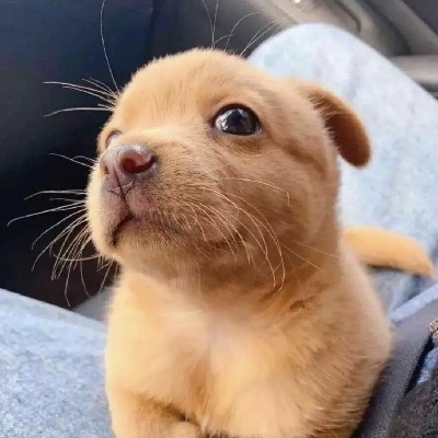 人言柳叶似愁眉