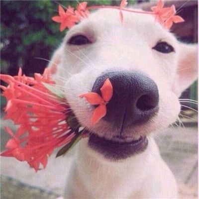 张帆