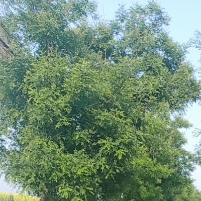 可乐雪碧炸鸡腿