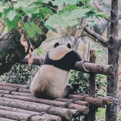 哈士奇打工ingkap174