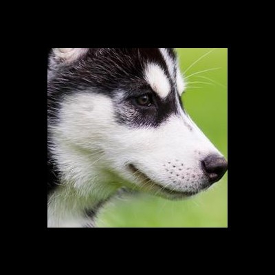 麦当劳在逃薯条没水喝hw7