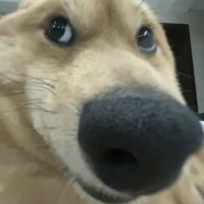 一直在的sgd