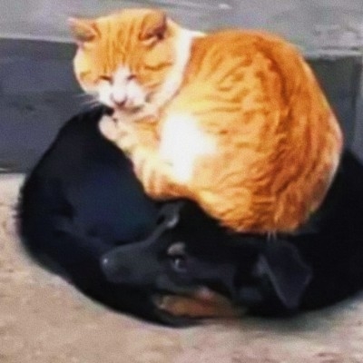 五猫