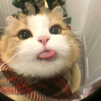 阿菌
