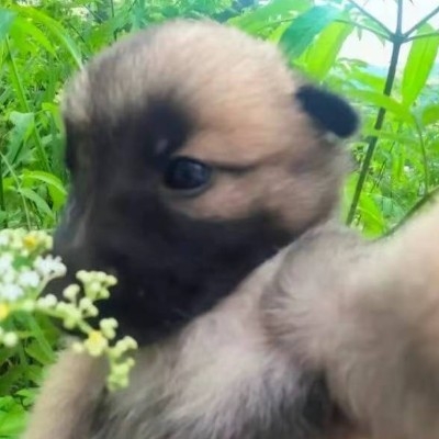 可恶的迈尔森