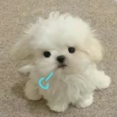 吱吱鱼