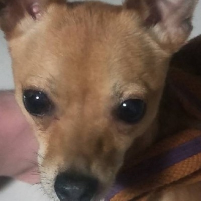 哈士奇