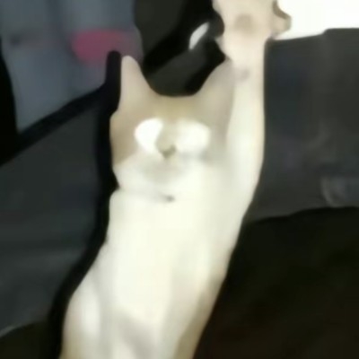 子栖