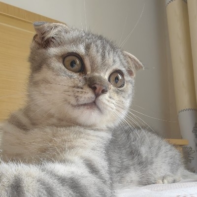 蓝桉