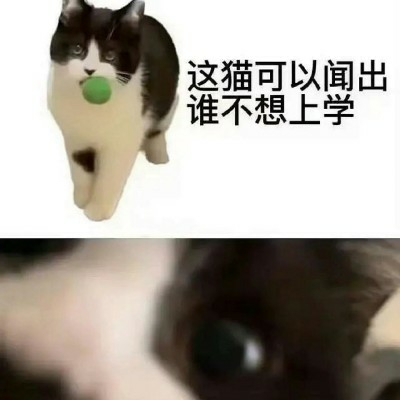 mouse_29