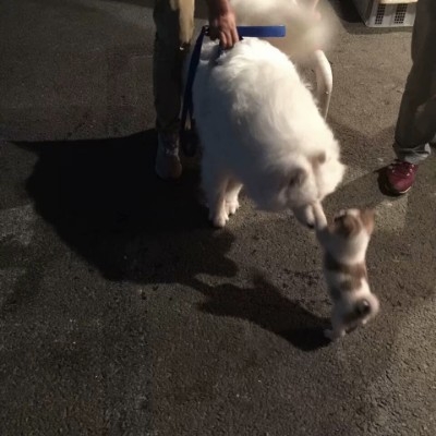 飘香一剑