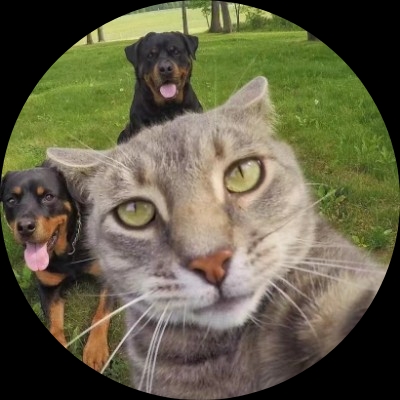 爱睡觉的猫