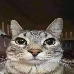BRO