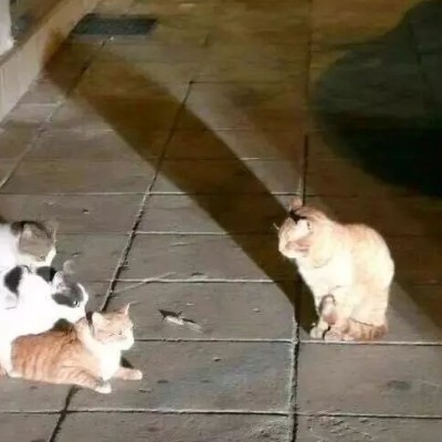 于是萧何丶