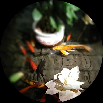 丶雒