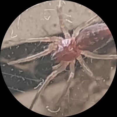 蟑螂恶霸