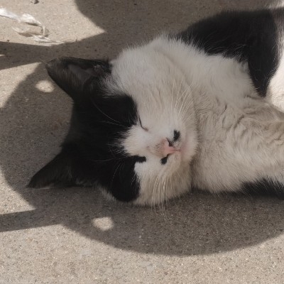 使命灬后宫之神